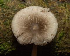 Pluteaceae