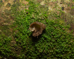 Pluteaceae