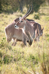 Kobus ellipsiprymnus defassa