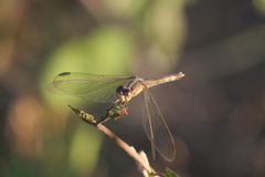 Erythrodiplax nigricans