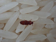 Tribolium castaneum