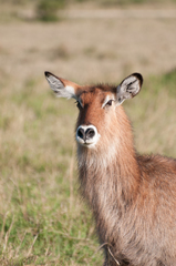 Kobus ellipsiprymnus defassa