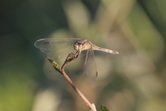 Erythrodiplax nigricans