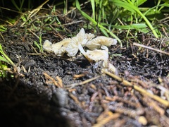 Marasmius calhouniae