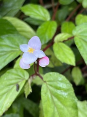 Begonia decandra