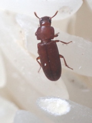 Tribolium castaneum