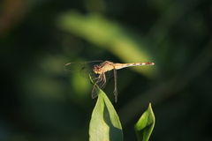Erythrodiplax nigricans