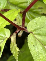 Begonia decandra