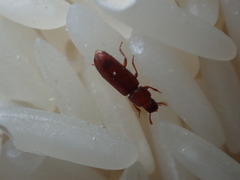 Tribolium castaneum