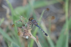 Erythrodiplax nigricans