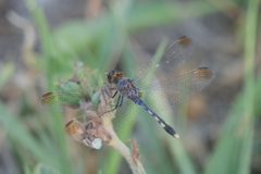 Erythrodiplax nigricans