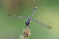 Erythrodiplax nigricans