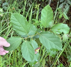 Styrax americanus