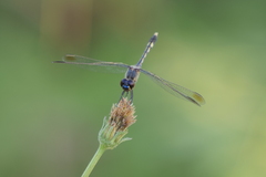 Erythrodiplax nigricans