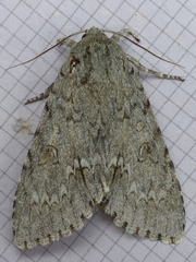 Acronicta americana