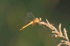 Erythrodiplax corallina