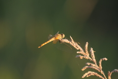 Erythrodiplax corallina