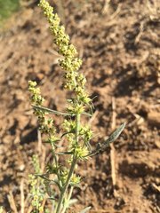 Ambrosia acanthicarpa
