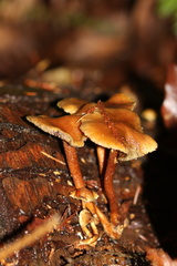 Kuehneromyces lignicola