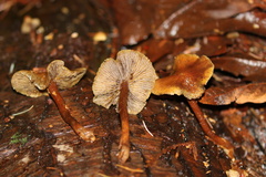 Kuehneromyces lignicola