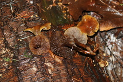 Kuehneromyces lignicola