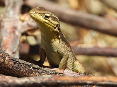 Liolaemus cyanogaster