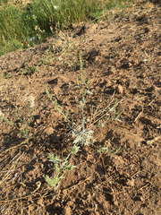Ambrosia acanthicarpa