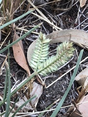Eleusine tristachya