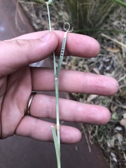 Eleusine tristachya