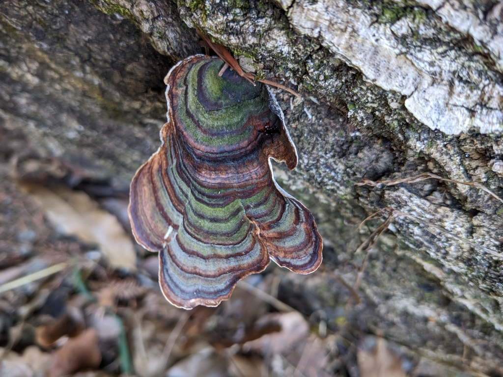 Microporus affinis · January 2023 · photo: © munenori_yamakawa (iNaturalist, cc-by)