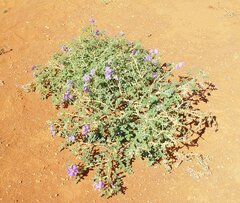 Solanum diversiflorum