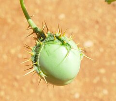 Solanum diversiflorum