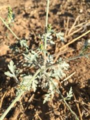 Ambrosia acanthicarpa