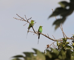 Merops viridissimus