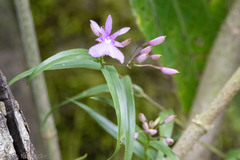 Epidendrum centropetalum