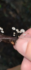 Cryptomarasmius