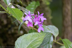 Epidendrum centropetalum