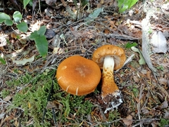 Cortinarius castoreus