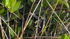 Nehalennia pallidula