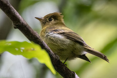 Empidonax flavescens