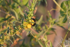 Bombus pauloensis