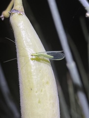 Chrysoperla comanche