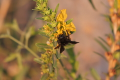 Bombus pauloensis