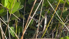 Nehalennia pallidula