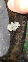 Campanella tristis