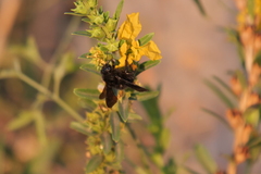 Bombus pauloensis
