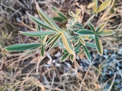 Lupinus multiflorus