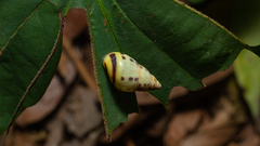 Drymaeus interpunctus