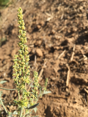 Ambrosia acanthicarpa
