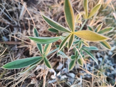Lupinus multiflorus